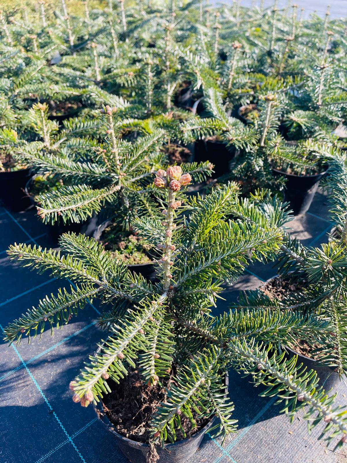 plant030 - Szkółka Ula Milczanowska